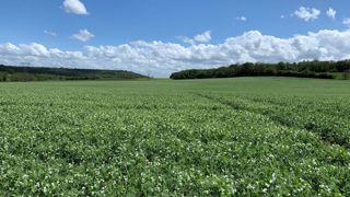 En pois protéagineux, les rendements varient de 20 à 60 q/ha, pour une moyenne nationale de 32 q/ha. En pois protéagineux, les rendements varient de 20 à 60 q/ha, pour une moyenne nationale de 32 q/ha.